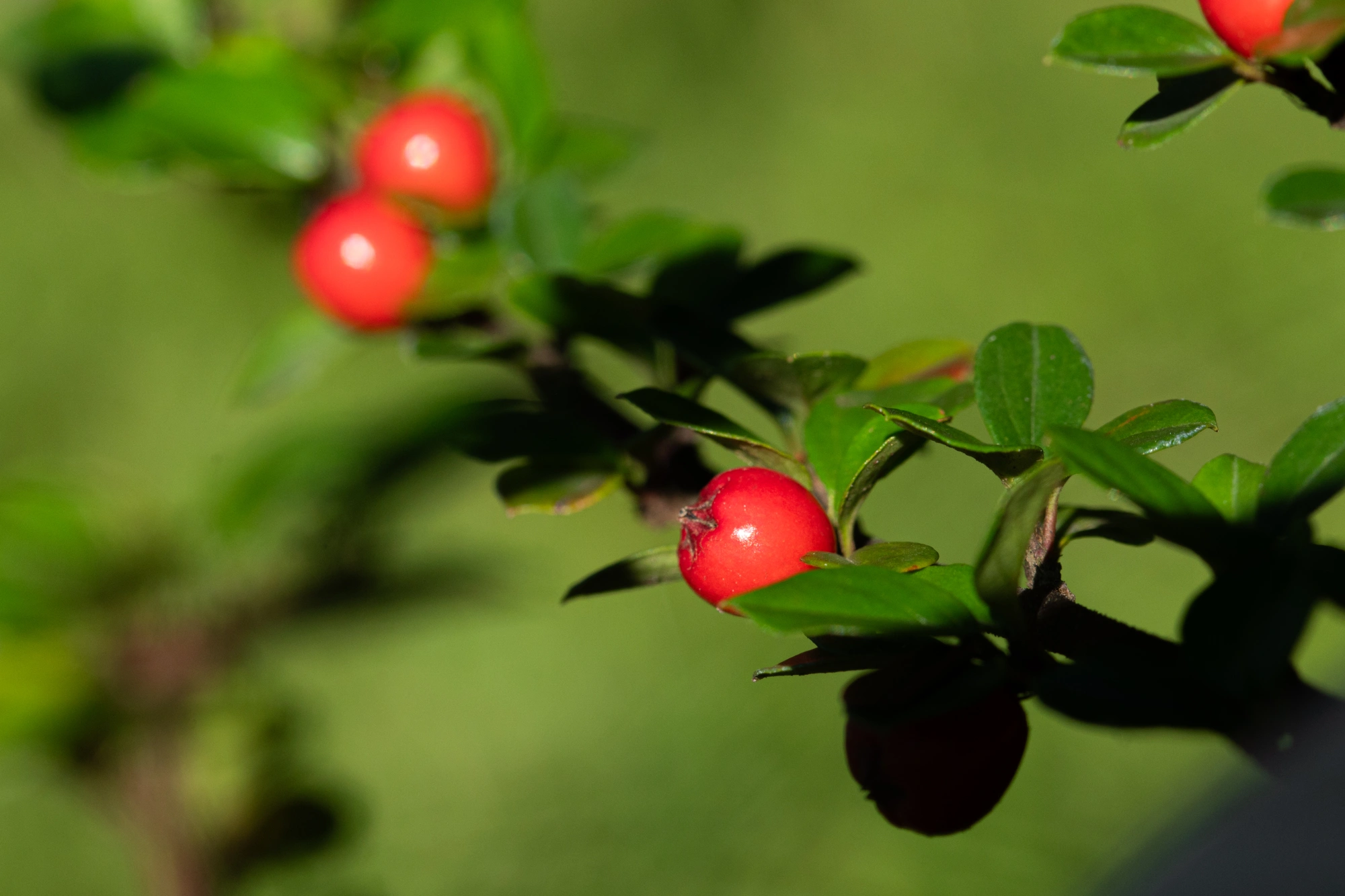 Кизильник горизонтальный, H40-60