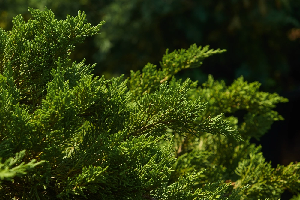 Можжевельник горизонтальный 'Wiltonii', H20-40