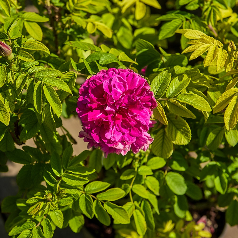 Роза морщинистая 'Hansa', H40-60