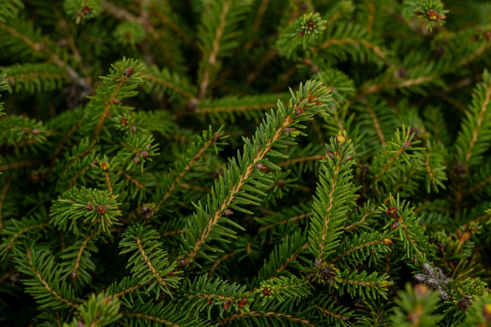 Ель обыкновенная 'Nidiformis', H80-100