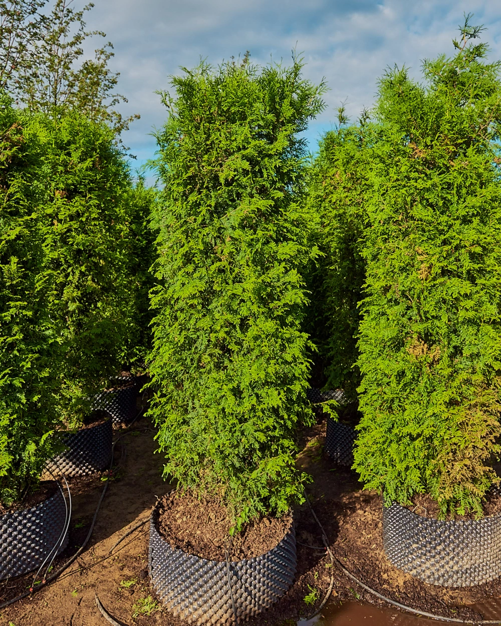 Туя западная 'Brabant', H250-275