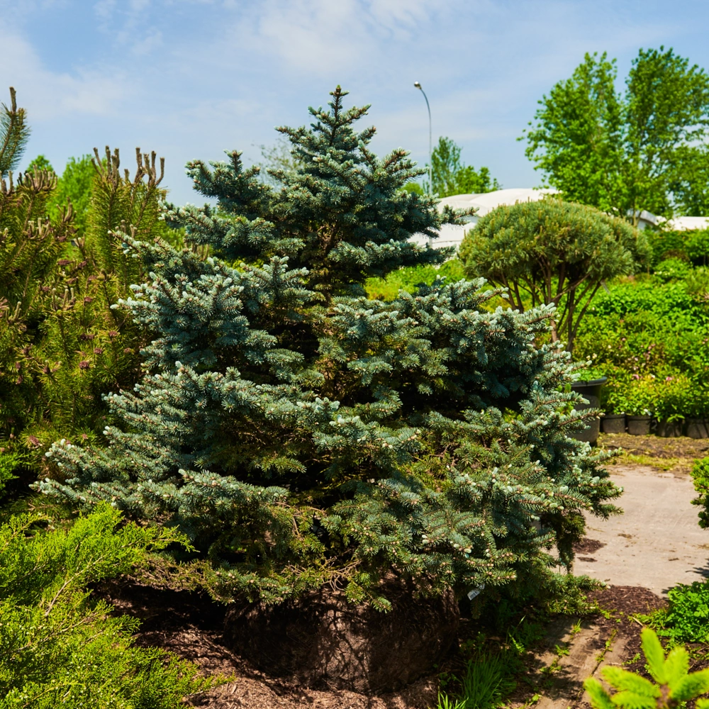 Ель колючая 'Glauca Globosa', H150-175х200-250