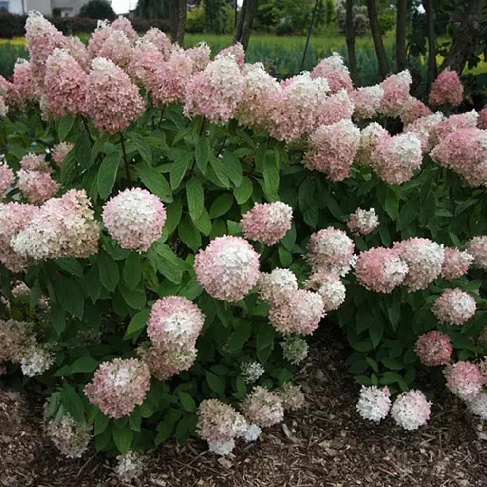Гортензия метельчатая 'Magical Sweet Summer', H40-60