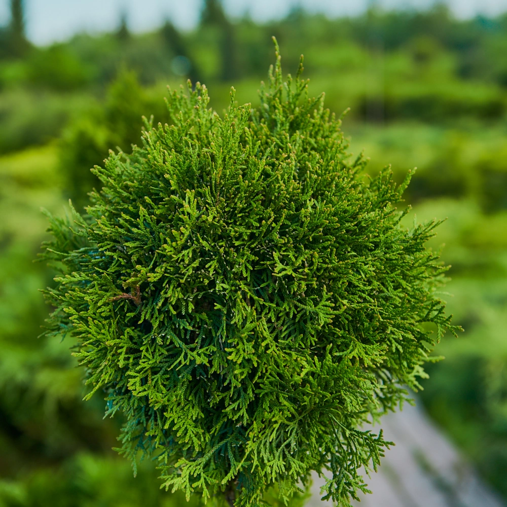 Туя западная 'Smaragd' (форма грин-арт), H100-125