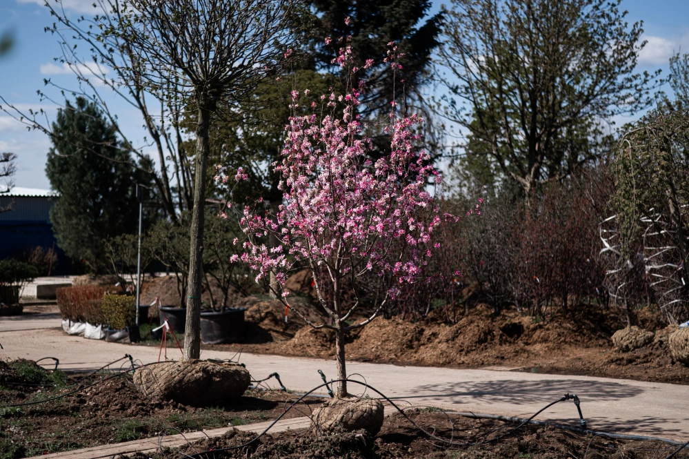 Яблоня гибридная 'Rudolph', mst H200-250