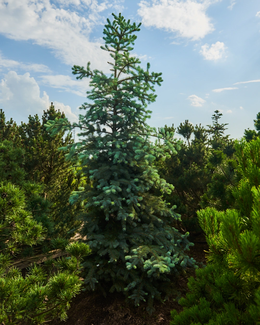 Ель колючая 'Blue Diamond', H250-275