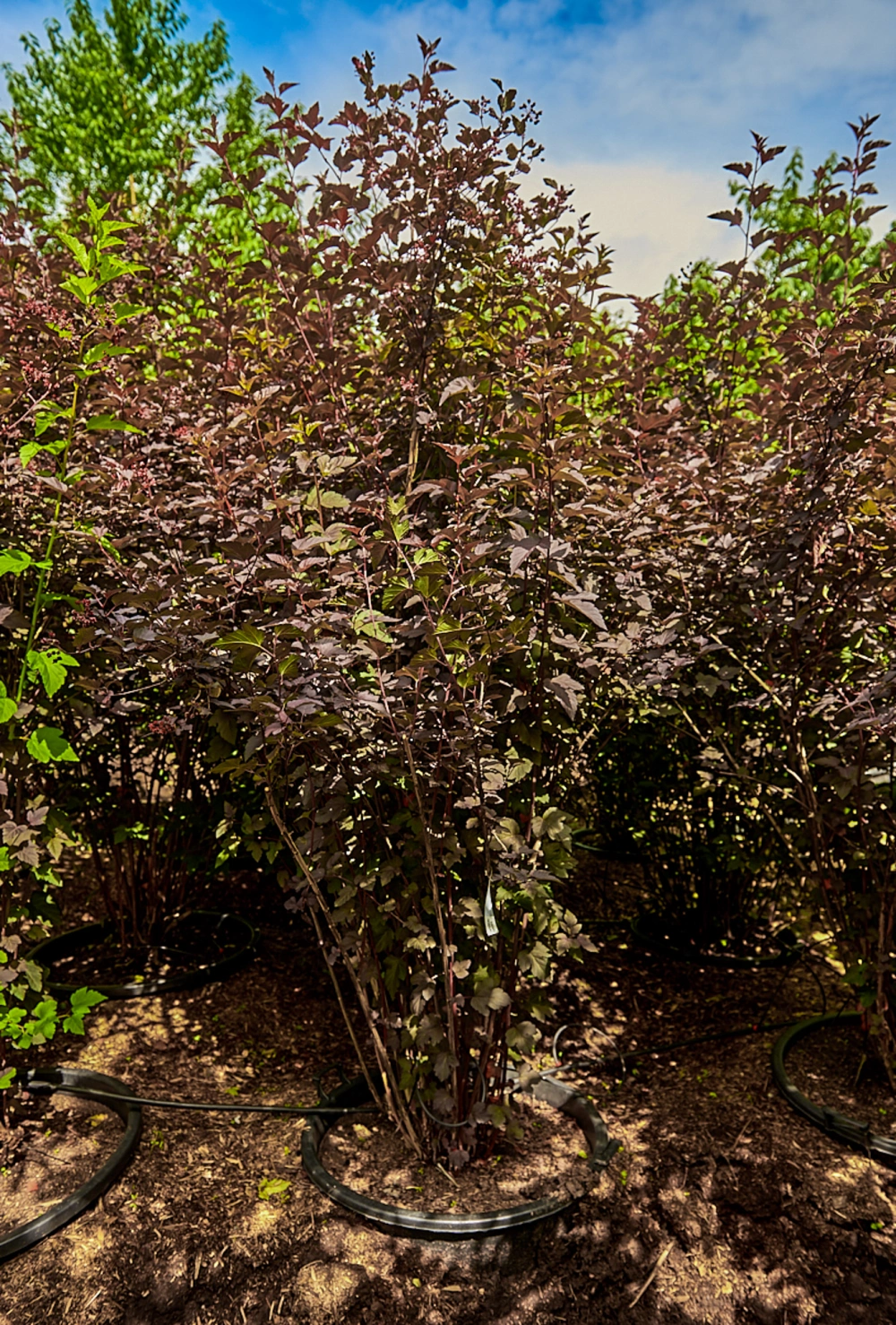 Пузыреплодник калинолистный 'Diabolo', H150-175