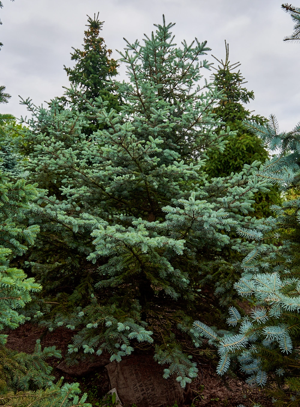 Ель колючая 'Edith', H300-350