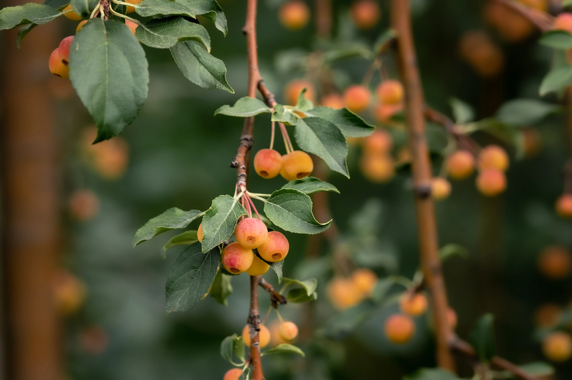 Новая поставка плодовых деревьев в Imperial Garden