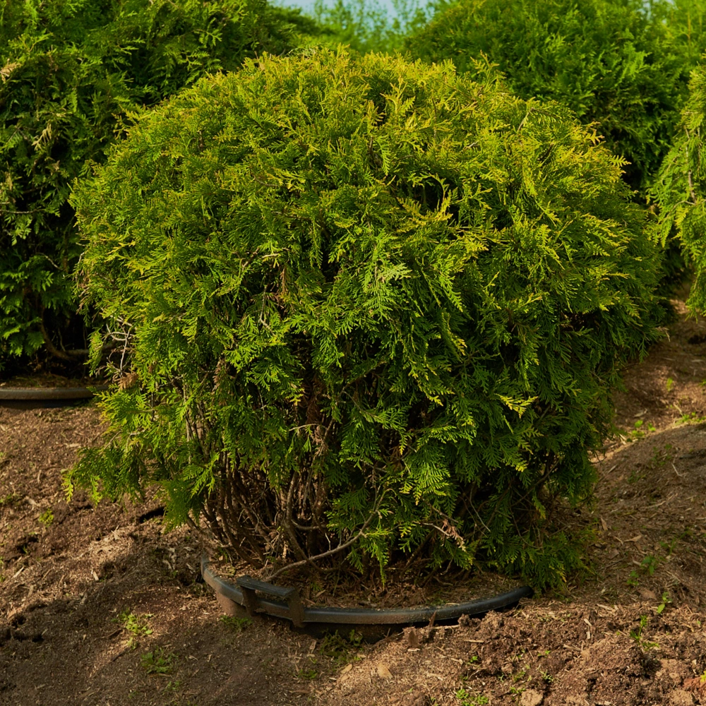 Туя западная 'Golden Globe', H100-125