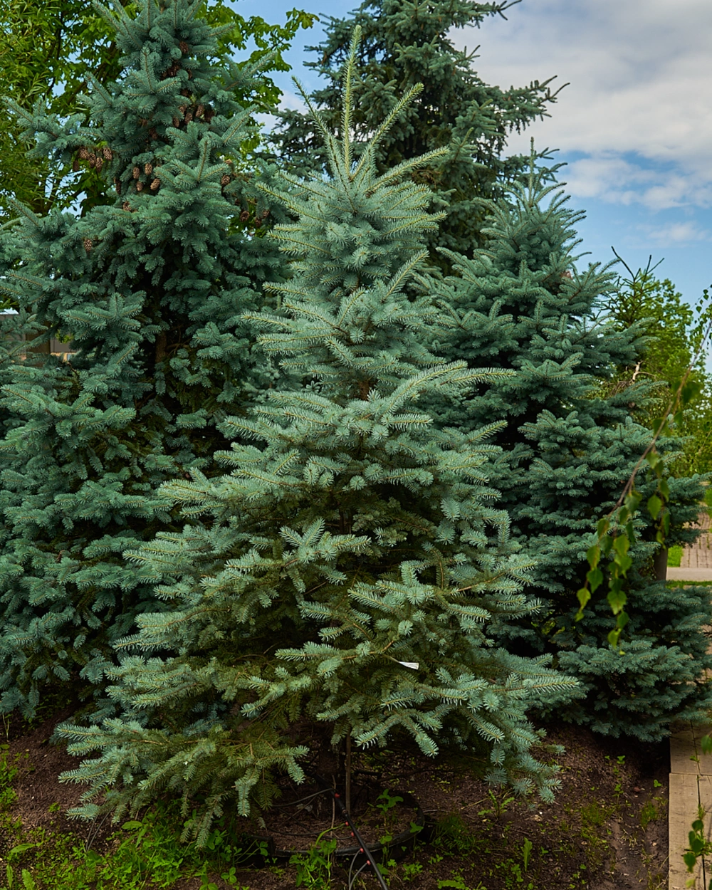 Ель колючая 'Edith', H200-250