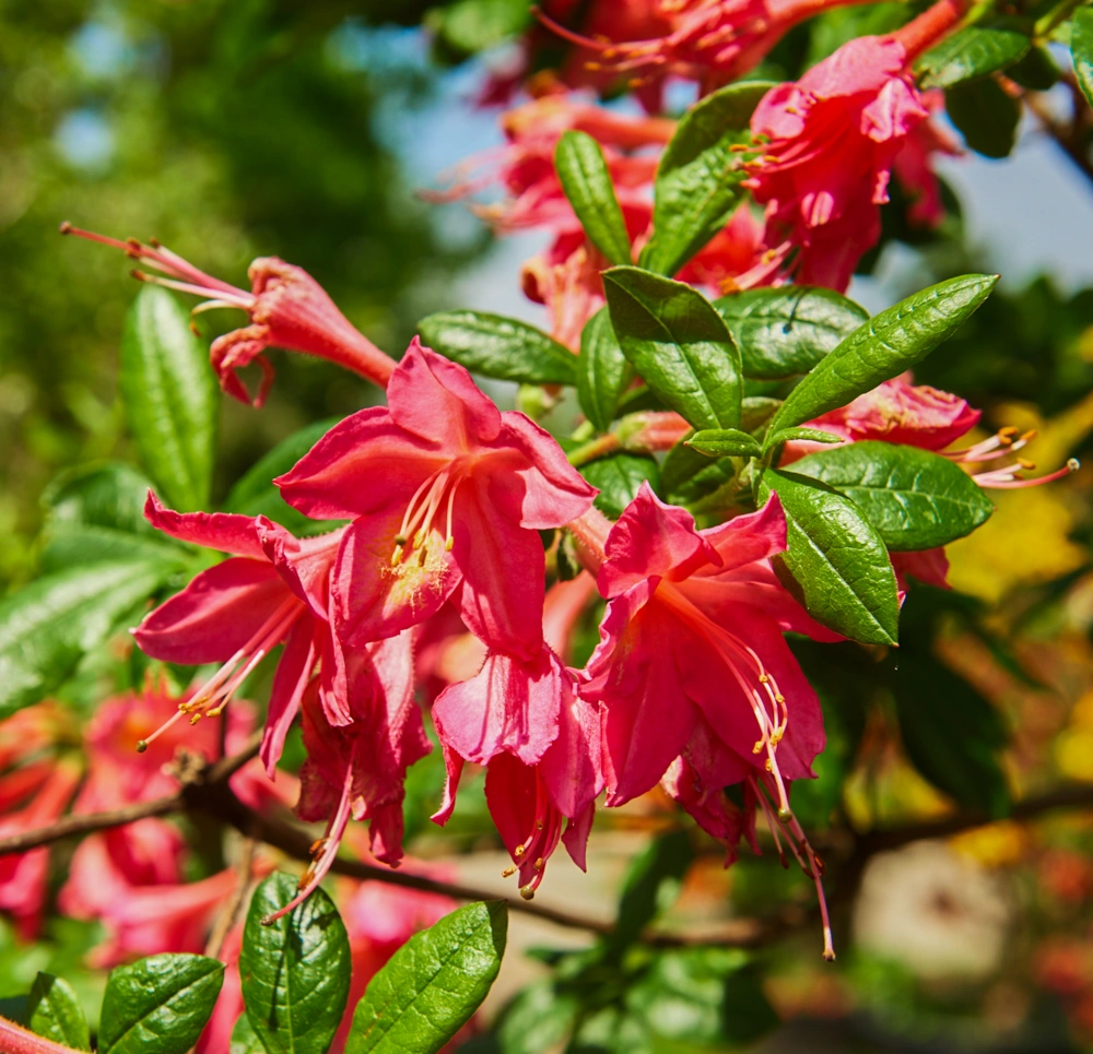 Азалия гибридная 'Jolie Madame' (роз с жел-оранж пятн), H125-150х100-125