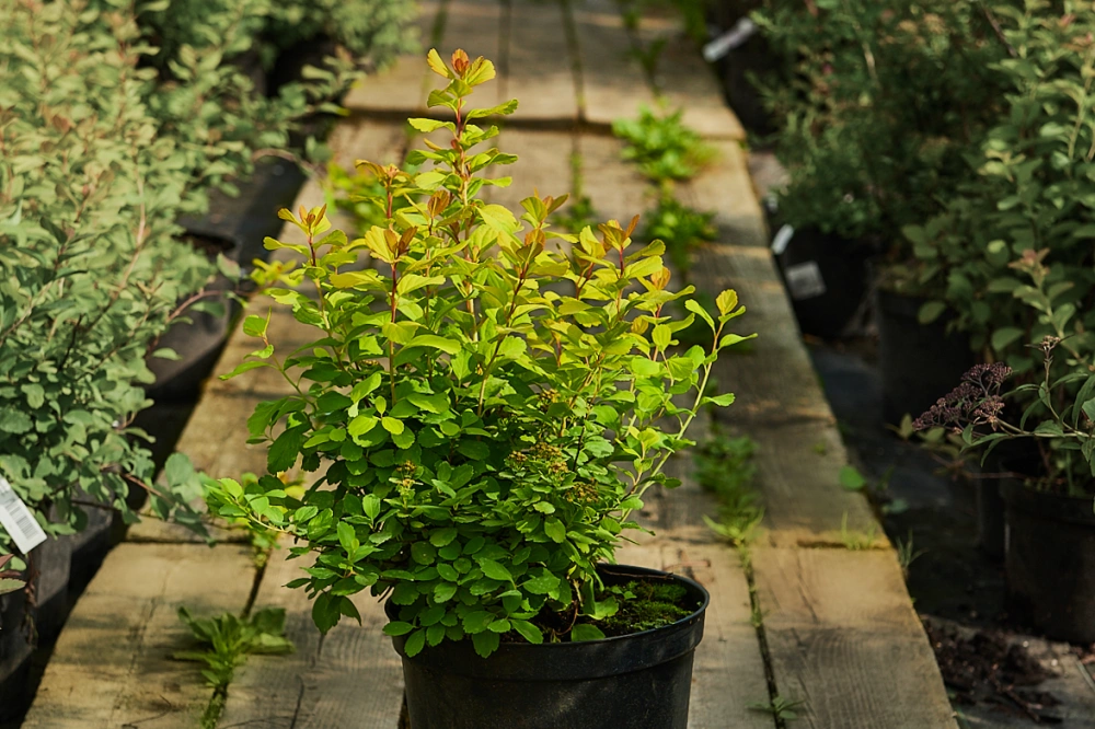 Спирея березолистная 'Tor Gold', H20-40