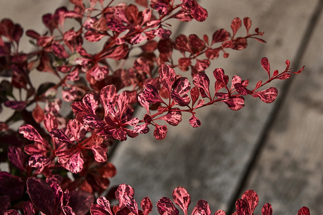 Барбарис тунберга 'Rose Glow', H40-60