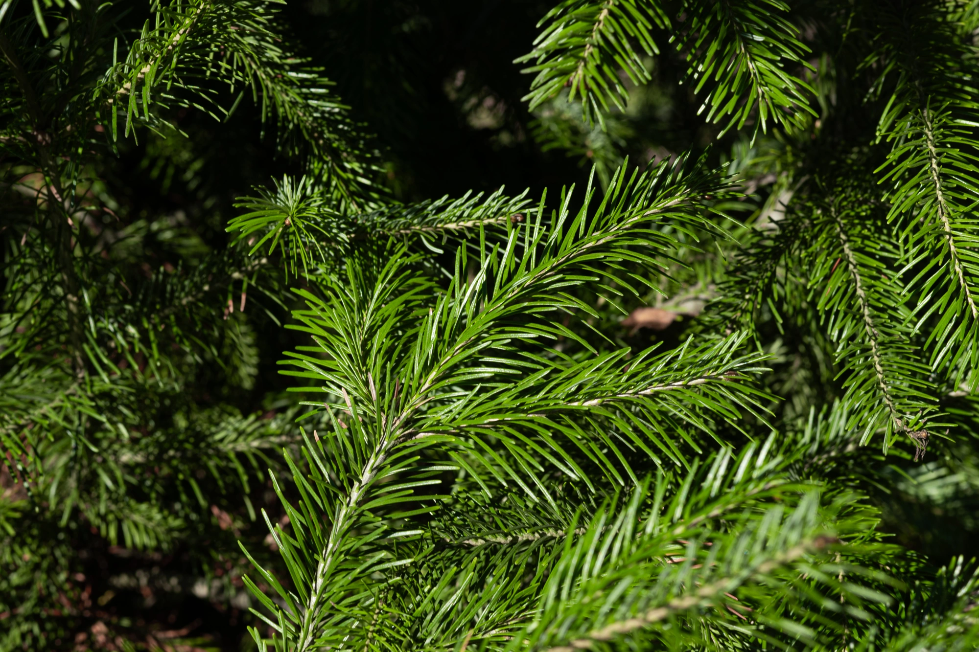 Пихта сибирская (форма конус), H200-225