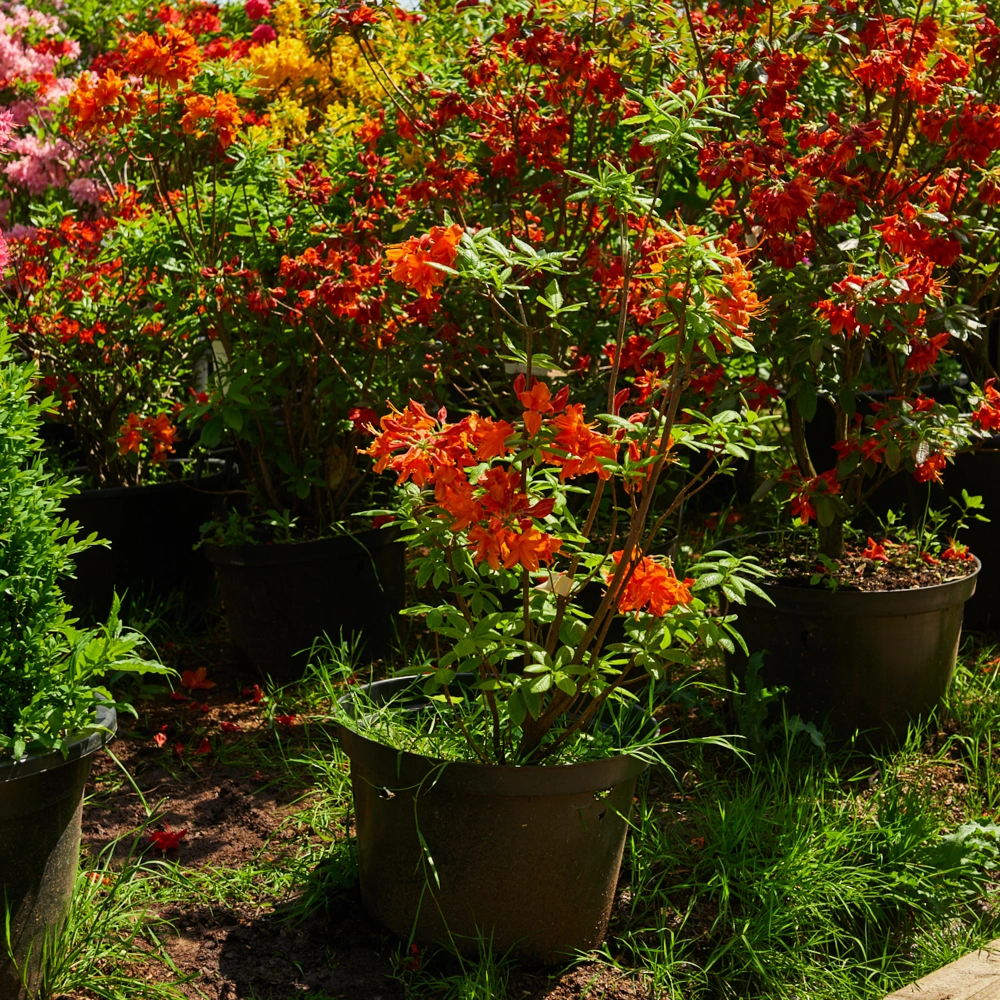 Азалия гибридная 'Harvest Moon' (светло-желтый), H80-100