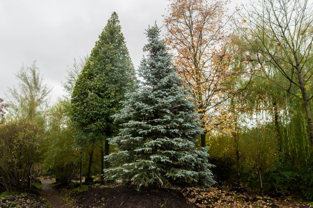 Ель колючая 'Glauca', H620