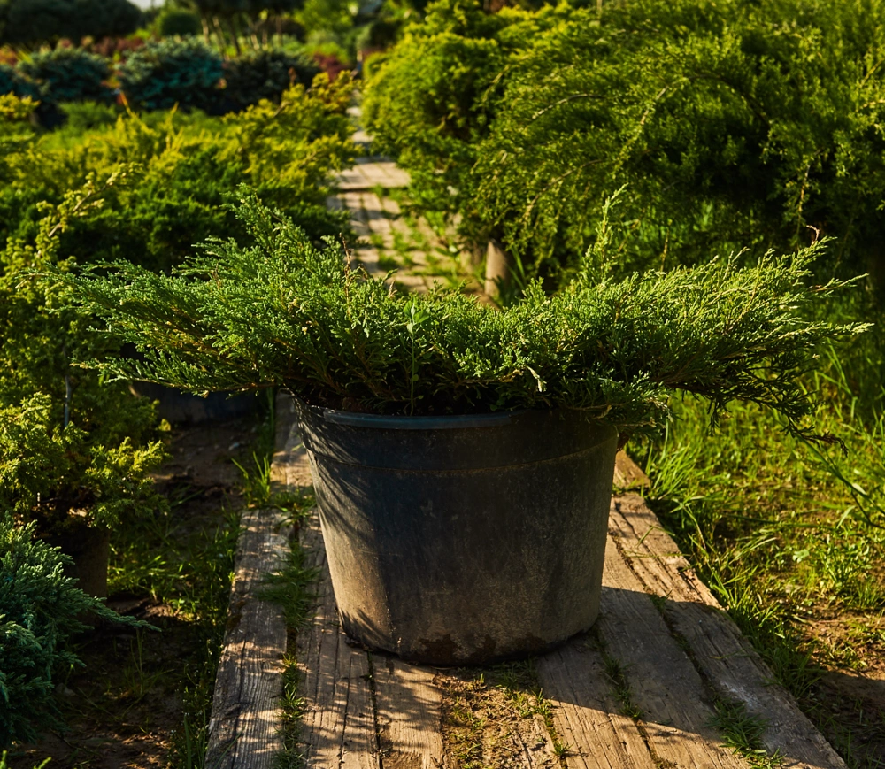 Можжевельник горизонтальный 'Andorra Variegata', H80-100