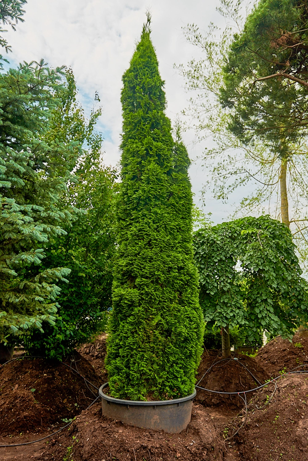 Туя западная 'Smaragd' (форма тосканская), H450-500