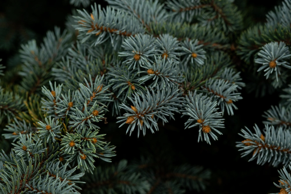 Ель колючая 'Glauca Globosa', H125-150