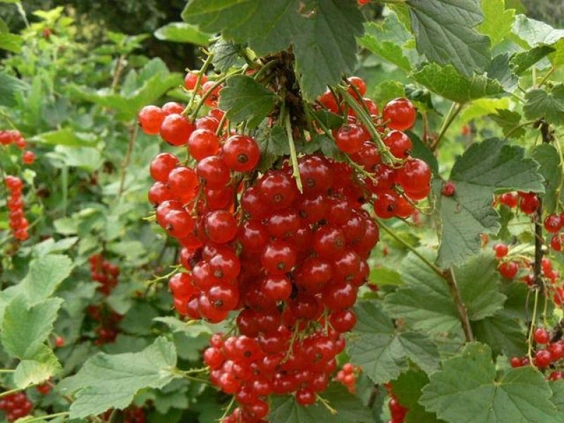 Смородина красная 'Натали' (средний густо-красный), H60-80