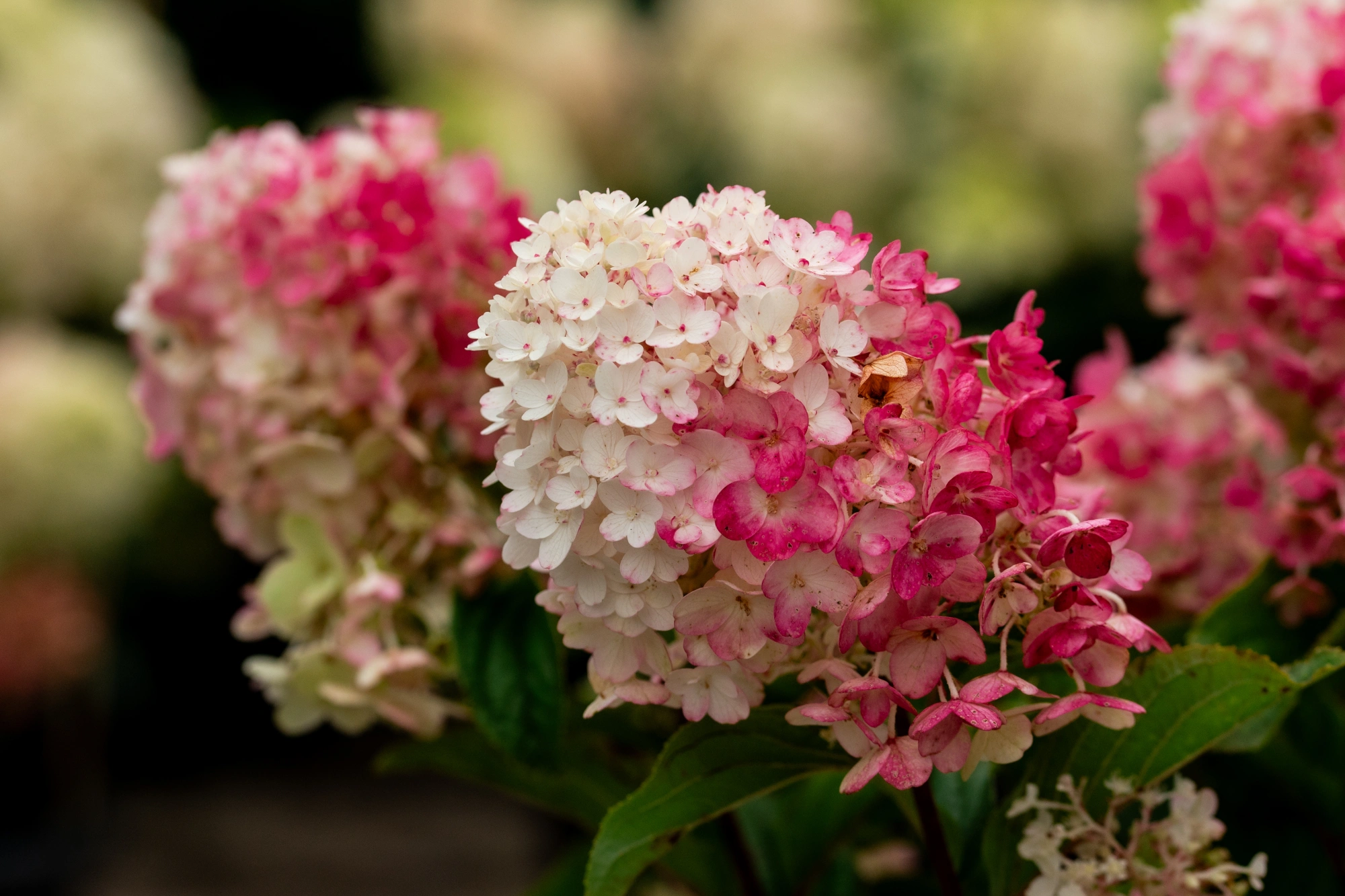 Гортензия метельчатая 'Little Blossom', H40-60