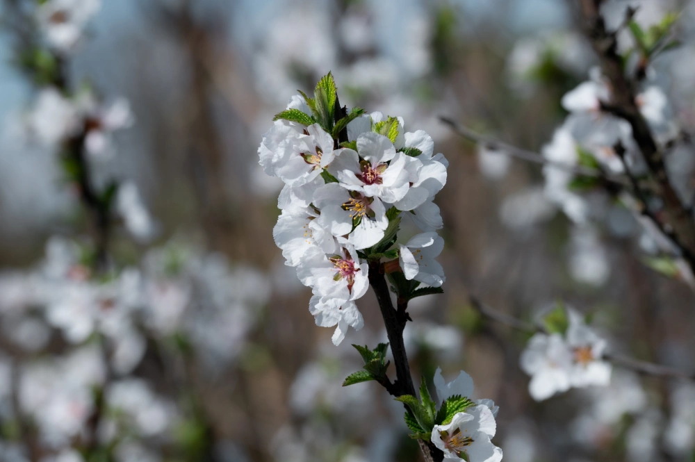 Вишня войлочная (плоды ярко-красные), H125-150