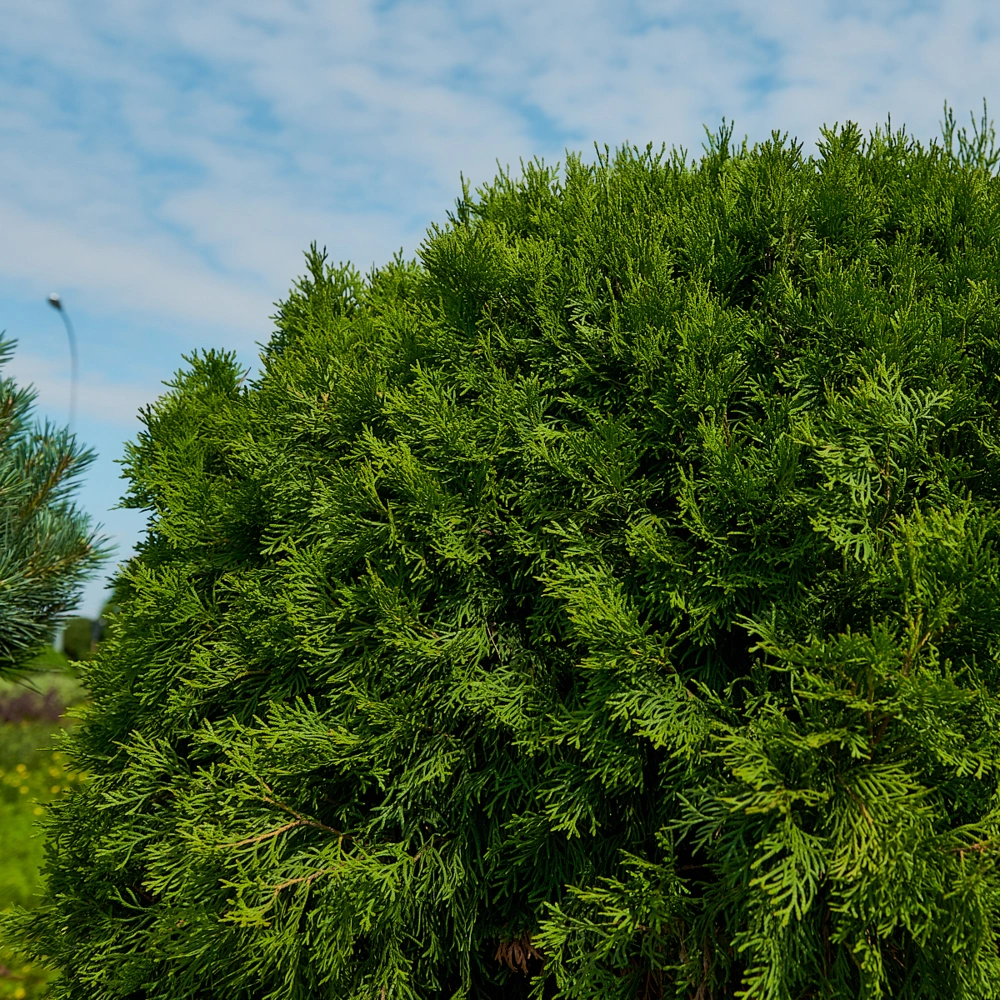 Туя западная 'Smaragd' (форма шар), H125-150