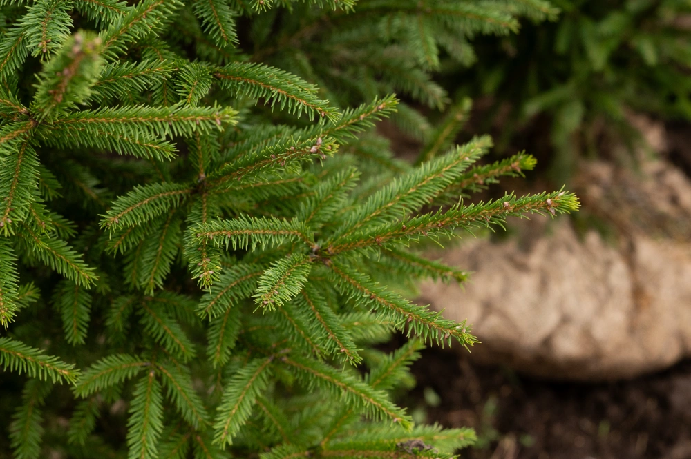 Ель обыкновенная, H150-200