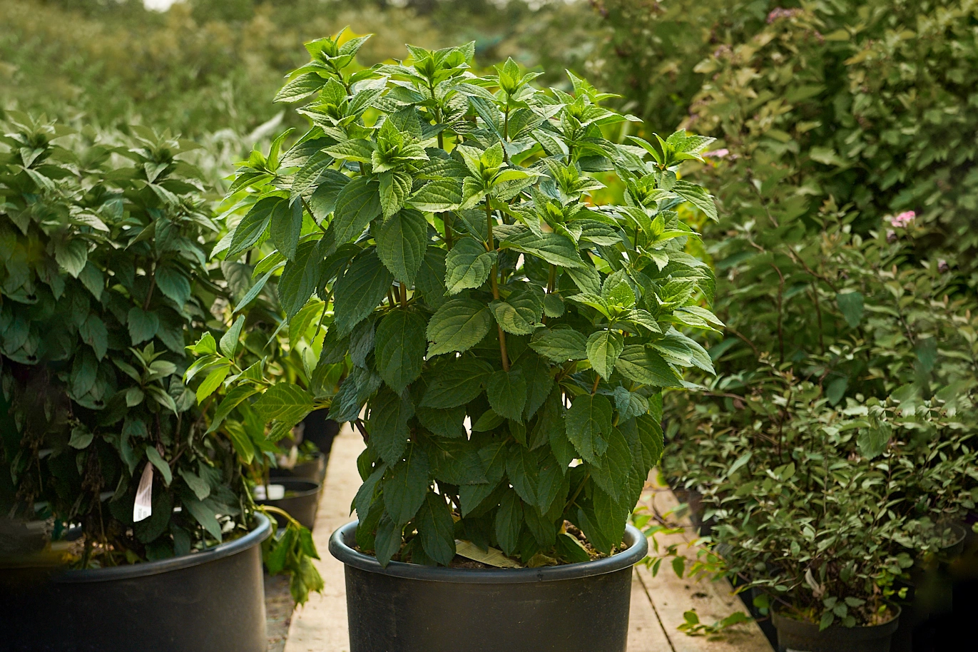 Гортензия метельчатая 'Magical Mont Blanc', H40-60