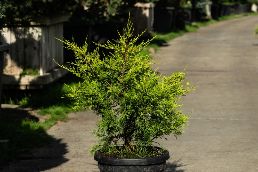 Можжевельник китайский 'Kuriwao Gold', H40-60