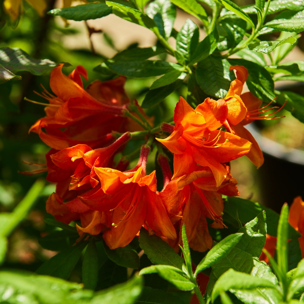 Азалия гибридная 'Harvest Moon' (светло-желтый), H80-100