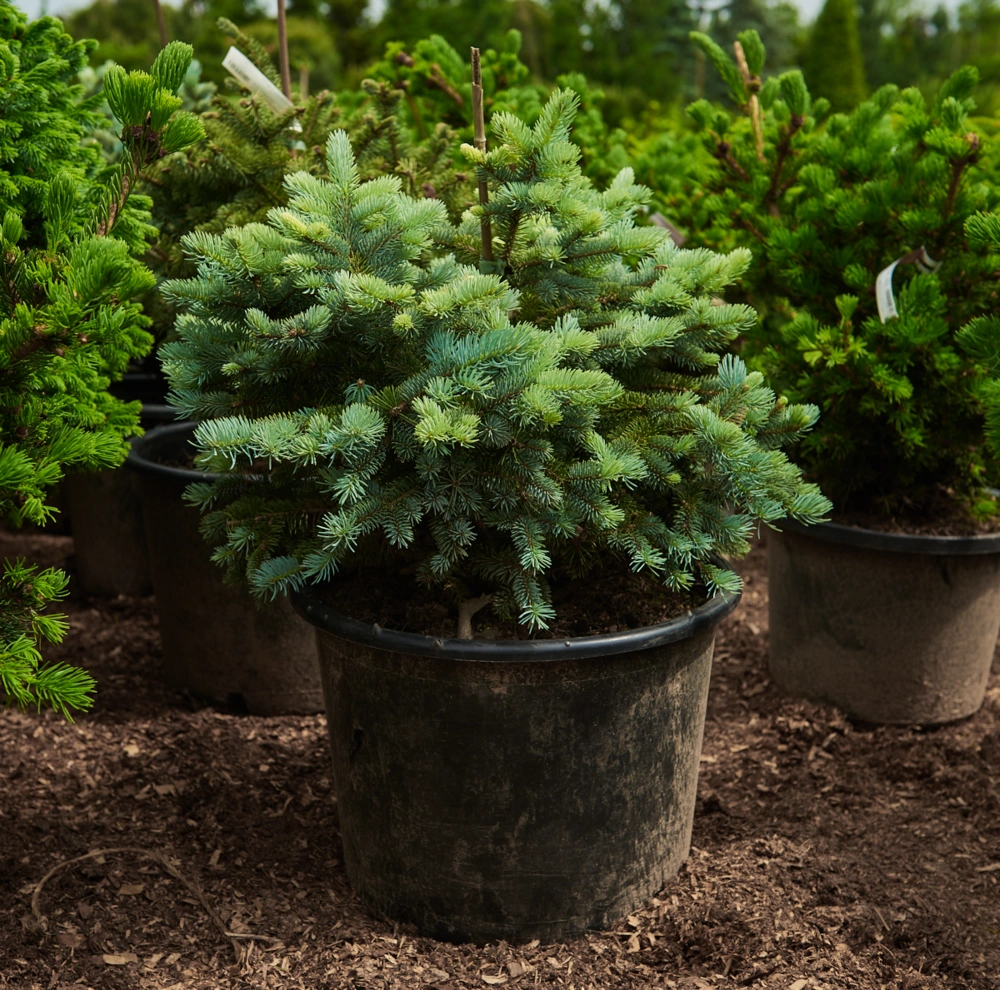 Ель колючая 'Glauca Globosa', H40-60