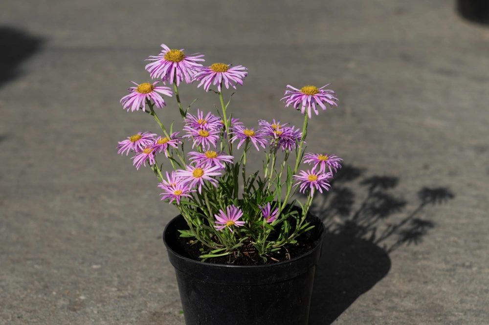 Астра альпийская 'Pink' (розовая),