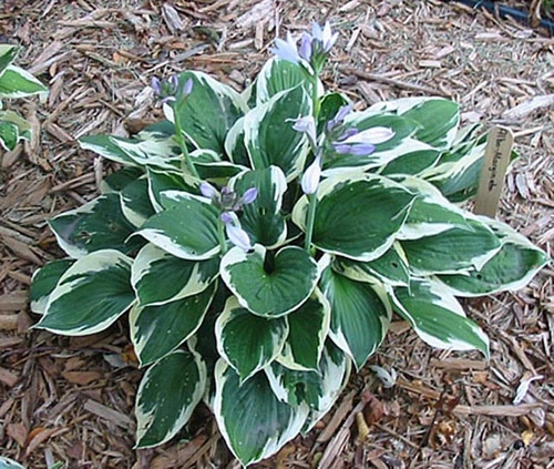 Хоста волнистая 'Albomarginata' (среднерослая),