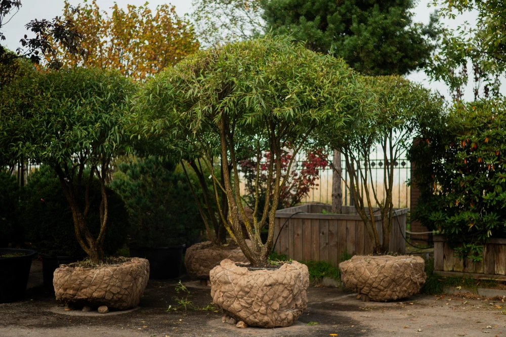 Ива ломкая (форма зонт), H250-300