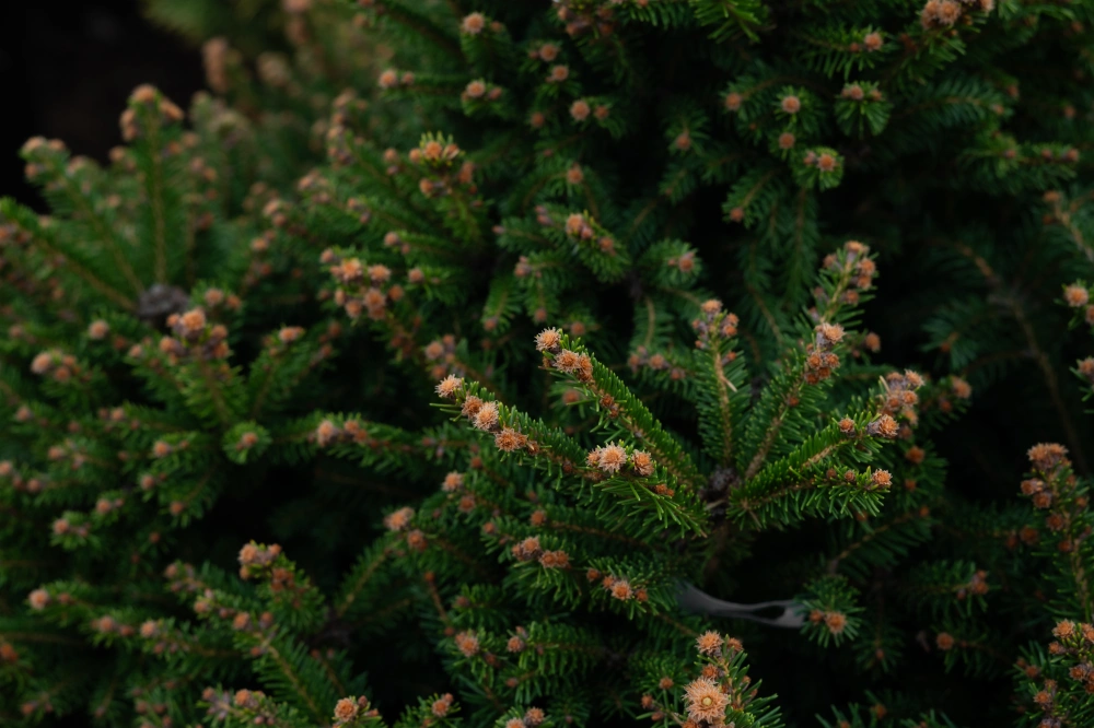 Ель обыкновенная 'Pygmaea', H60-80