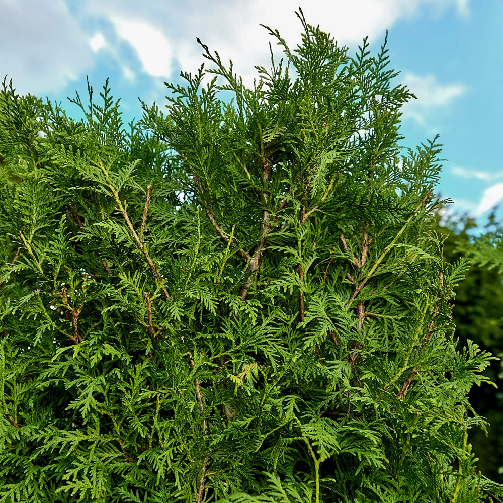 Туя западная 'Brabant' (элемент живой изгороди), H180х100х40