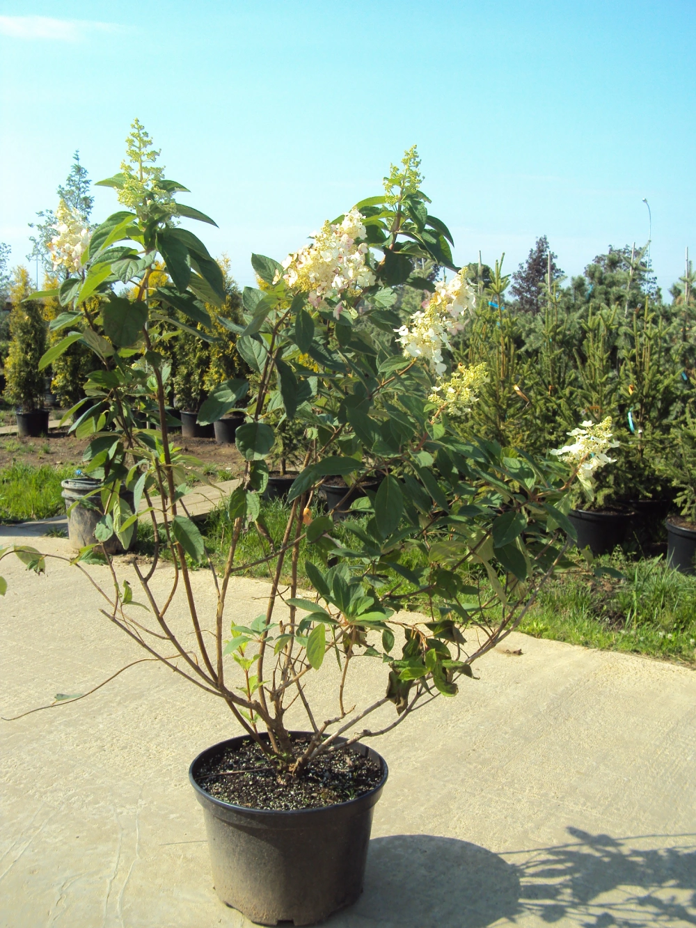 Гортензия метельчатая 'Grandiflora', H60-80