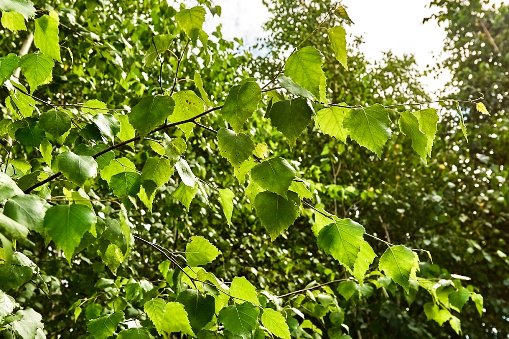 Береза повислая, mst H400-500