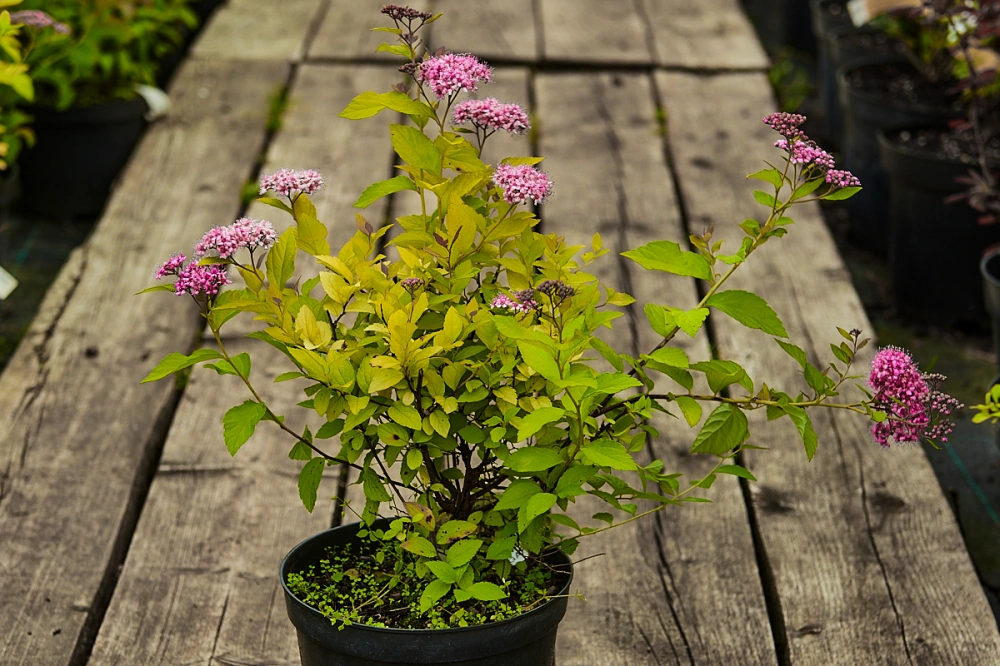 Спирея японская 'Golden Princess', H20-40