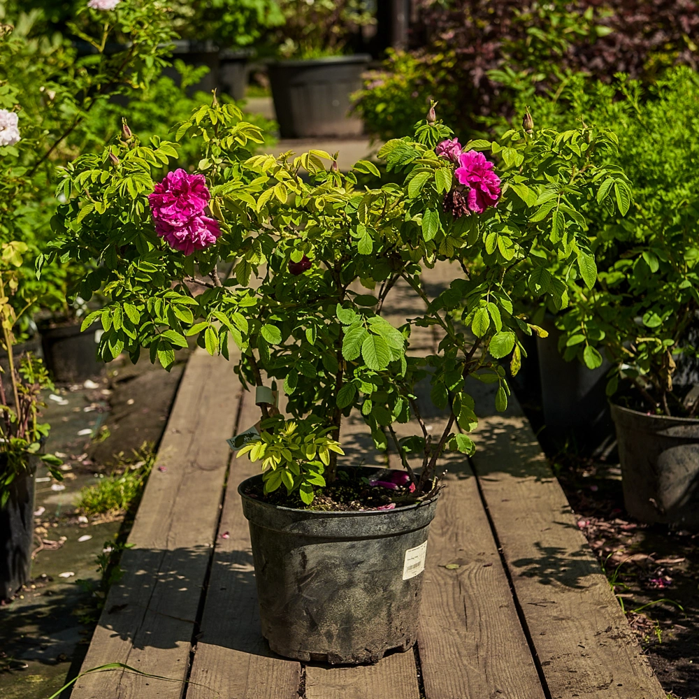 Роза морщинистая 'Hansa', H40-60