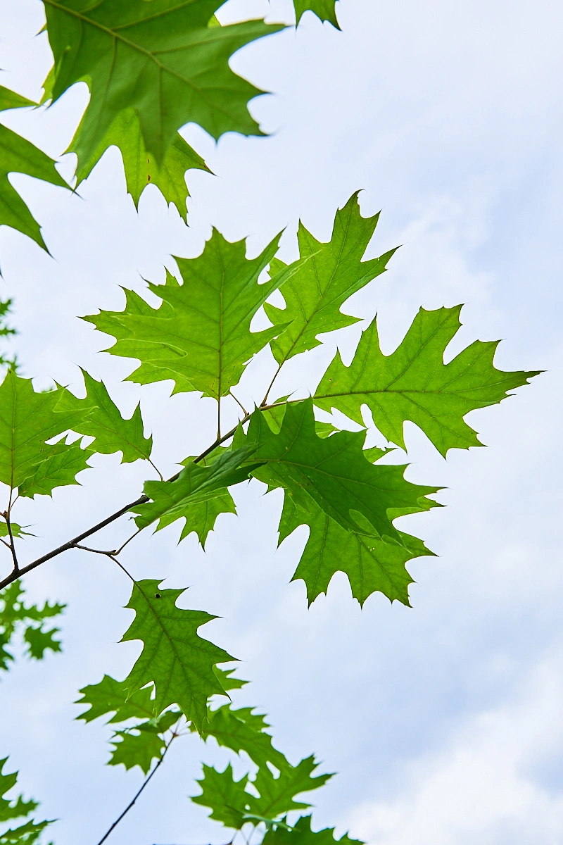 Дуб красный, H600-700