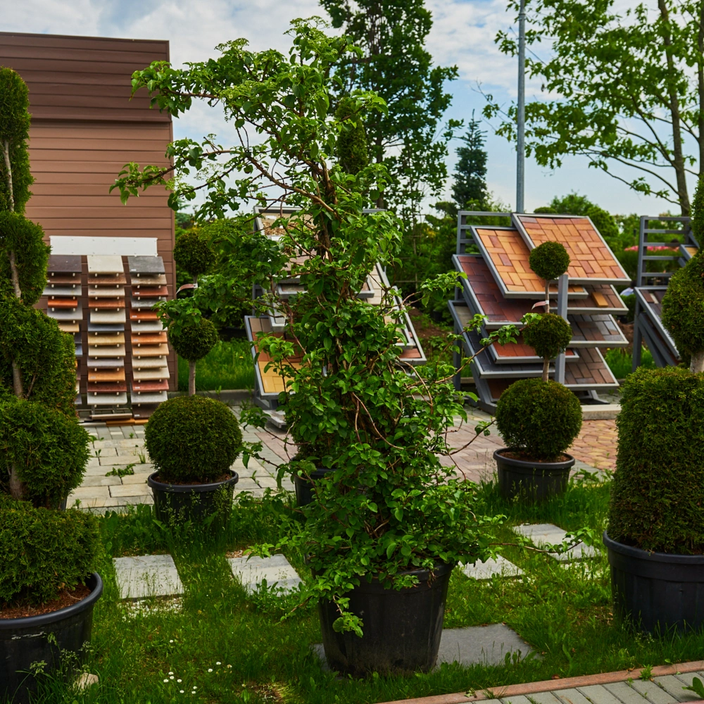 Гортензия черешковая, H175-200