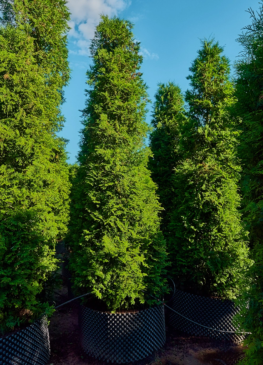 Туя западная 'Brabant', H350-400