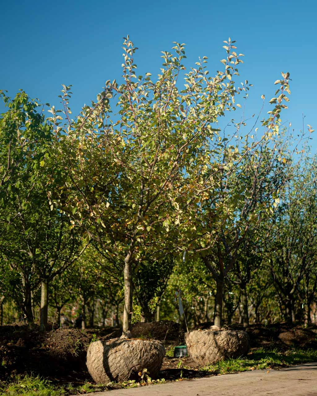 Новая поставка плодовых деревьев в Imperial Garden