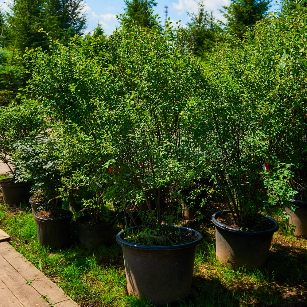 Спирея Ван-Гутта, H125-150