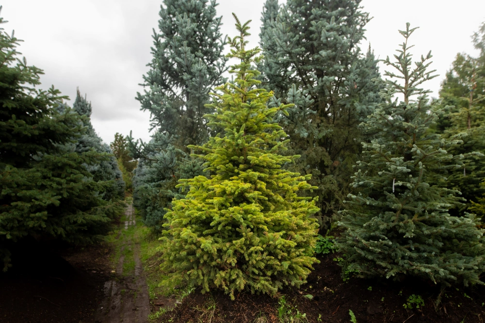 Ель колючая, H175-200