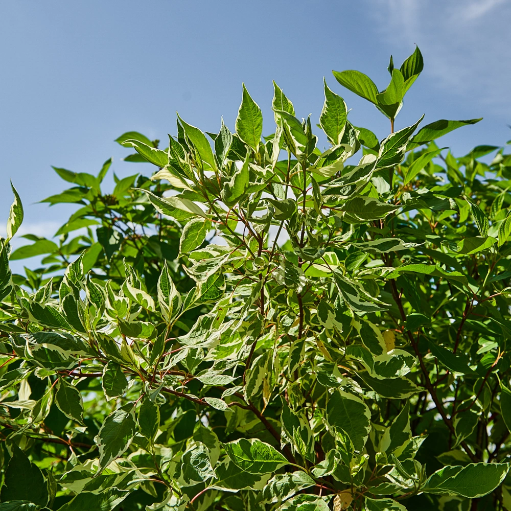 Дерен белый 'Sibirica Variegata', H150-175