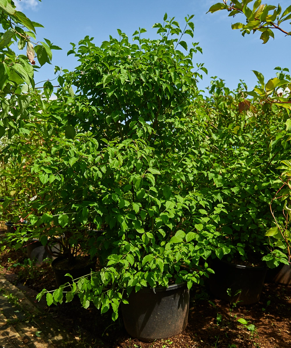 Дерен кроваво-красный, H60-80